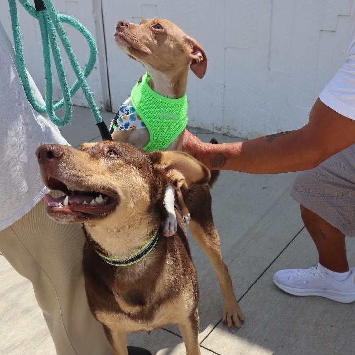 Bobby, a ADOPTABLE mixed breed in Goshen, KY image 2/4