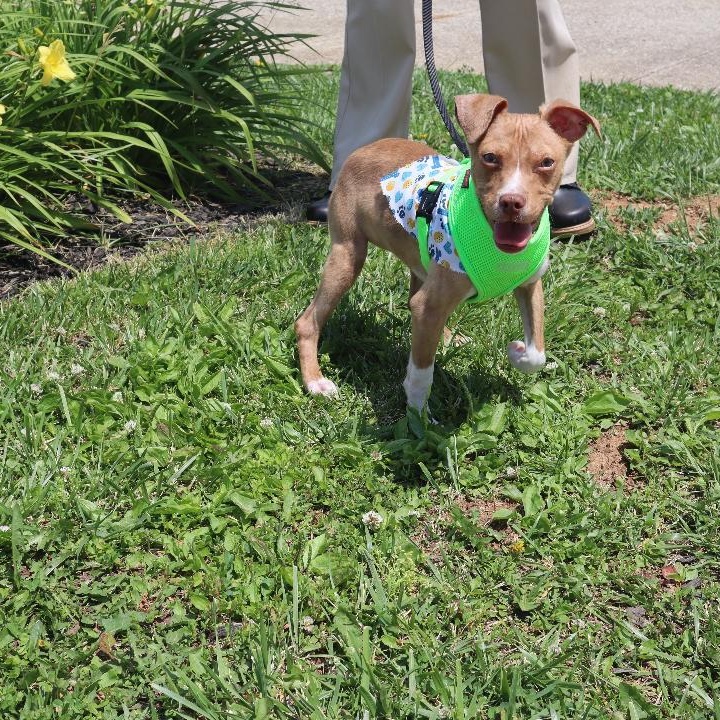 Bobby, a ADOPTABLE mixed breed in Goshen, KY image 4/4