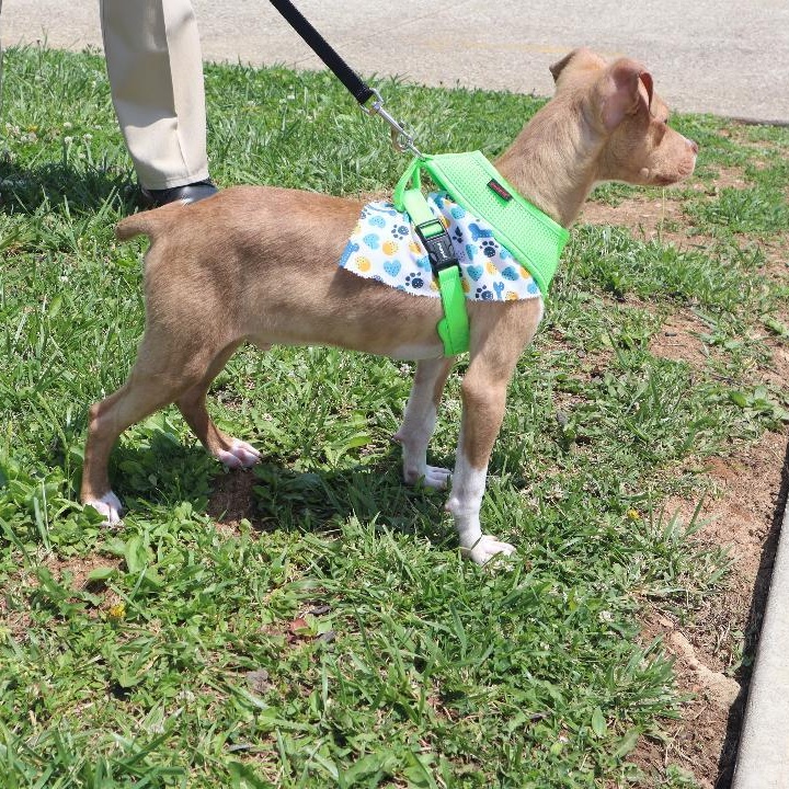 Bobby, a ADOPTABLE mixed breed in Goshen, KY image 3/4