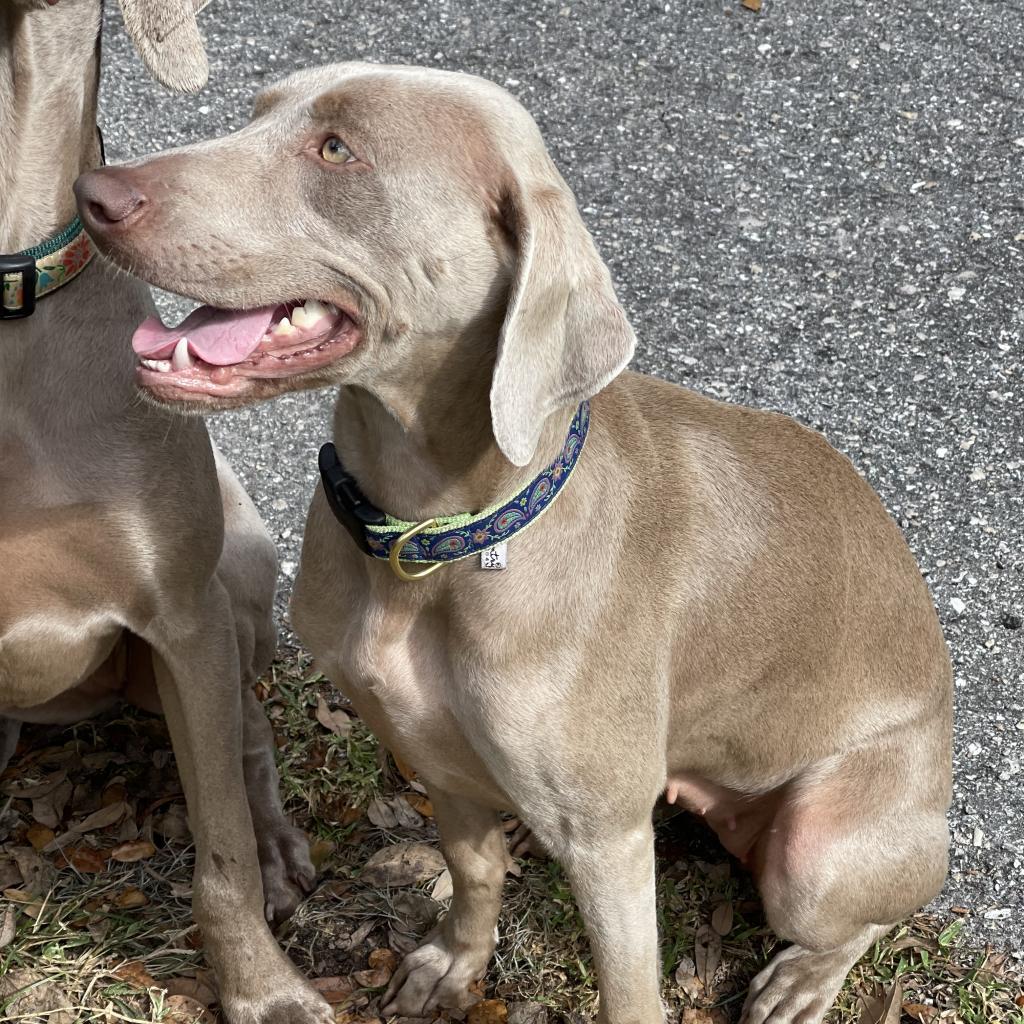 Rye, Adoptable, Adult Female Weimaraner.
