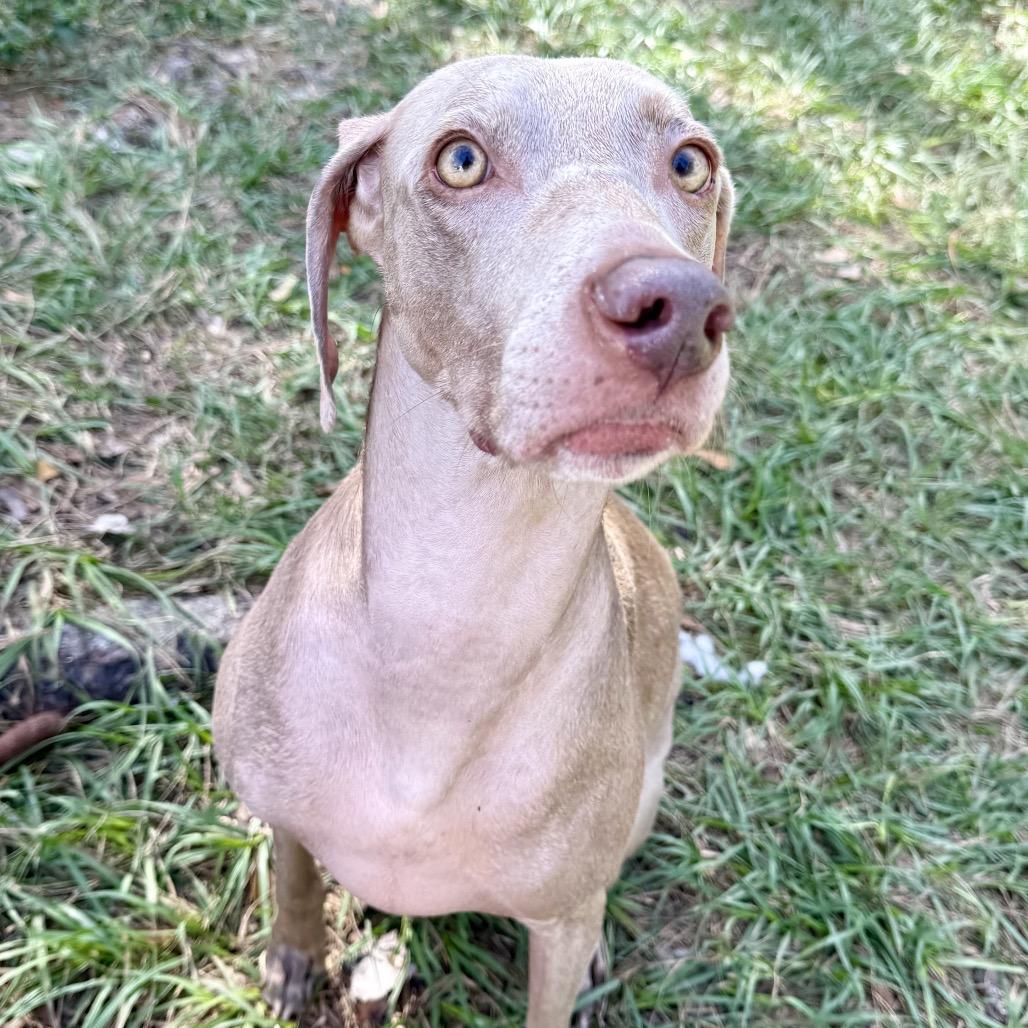 Rye, a Adoptable Weimaraner in Sarasota, FL image 2/6