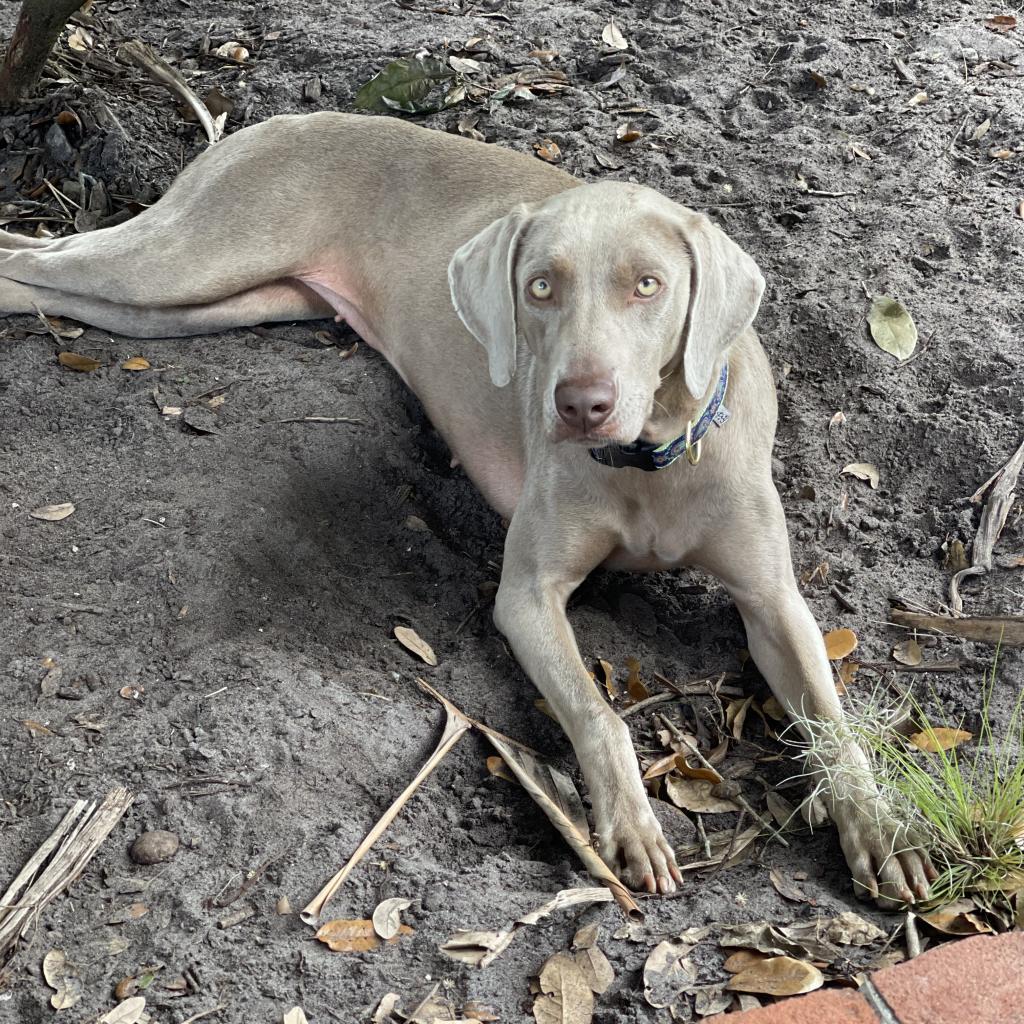 Rye, a Adoptable Weimaraner in Sarasota, FL image 3/6