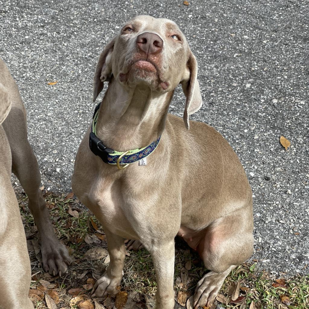 Rye, a Adoptable Weimaraner in Sarasota, FL image 4/6