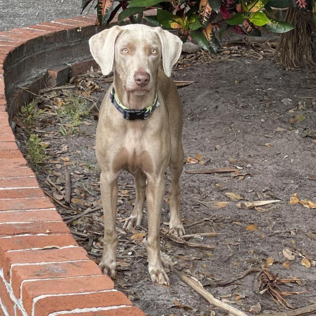 Rye, a Adoptable Weimaraner in Sarasota, FL image 5/6