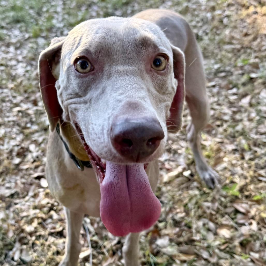 Rye, a Adoptable Weimaraner in Sarasota, FL image 6/6