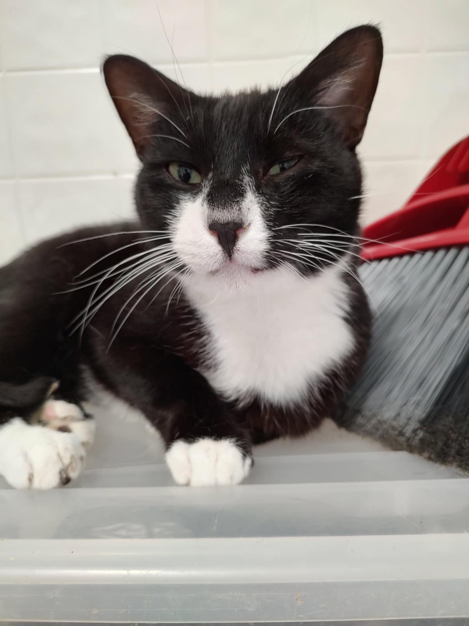 Sylvester, a Adoptable Domestic Short Hair in Oakville, WA image 2/3