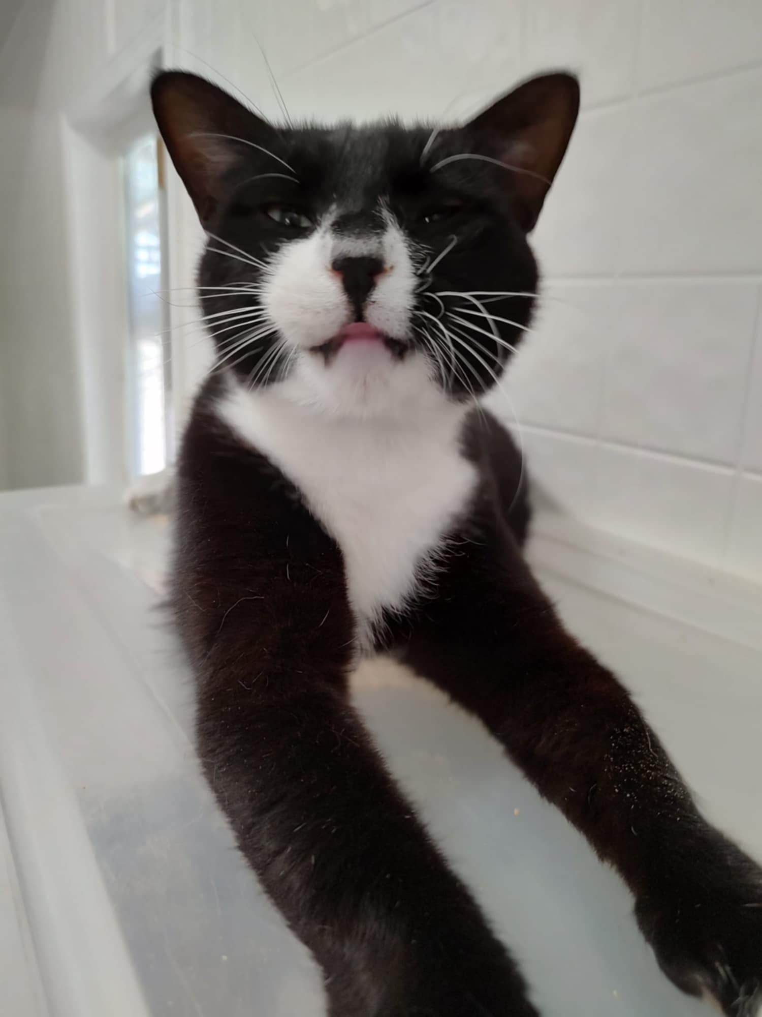 Sylvester, Adoptable, Adult Male Domestic Short Hair.