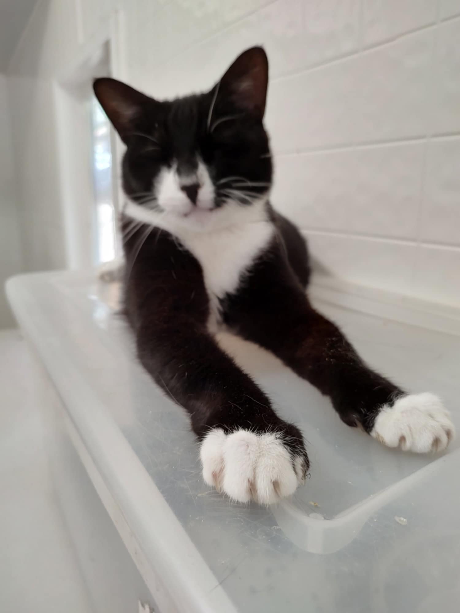 Sylvester, a Adoptable Domestic Short Hair in Oakville, WA image 3/3