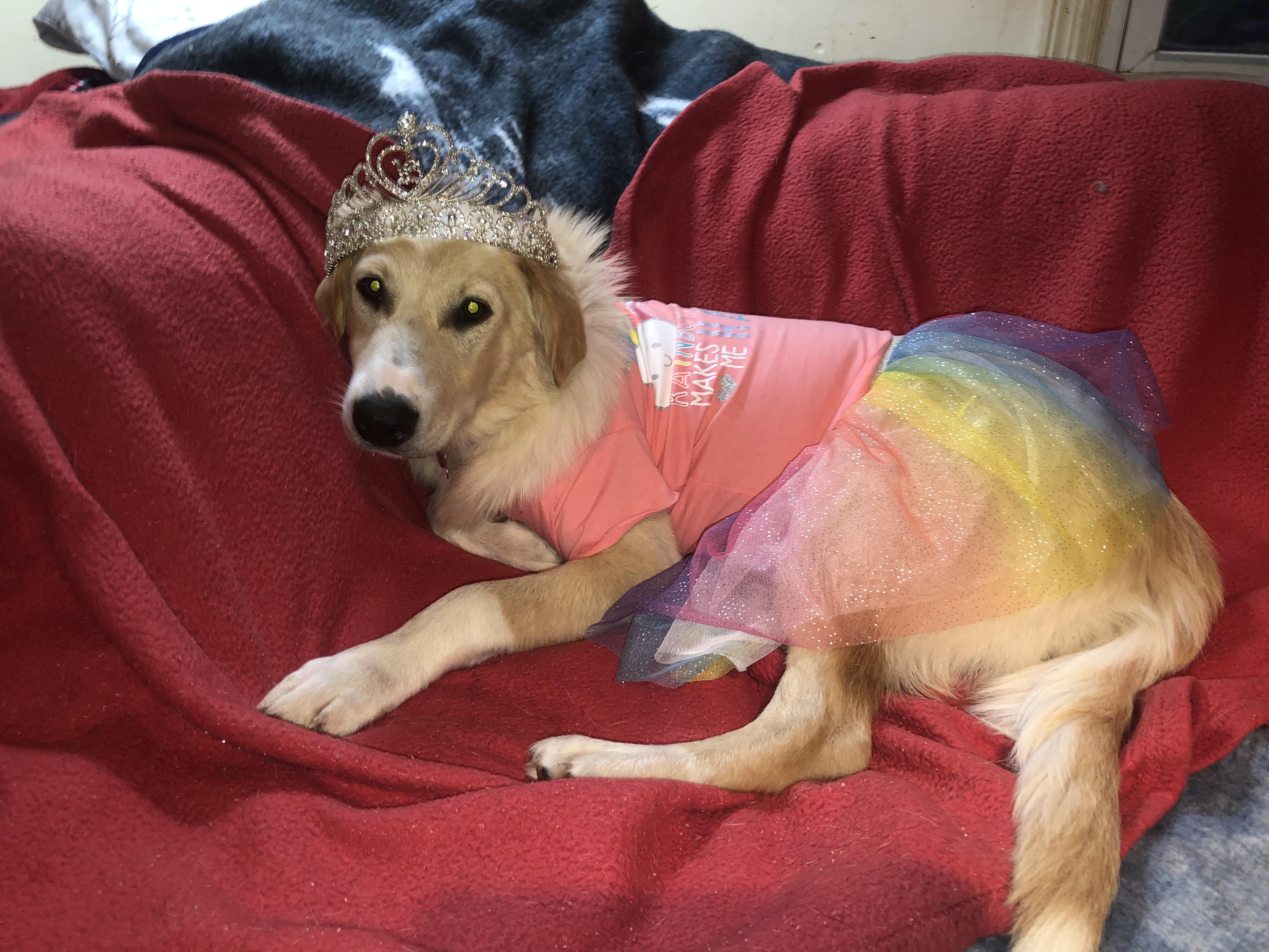 Enlarge Caprese, a Adoptable mixed breed in Oregon, IL image 1/2
