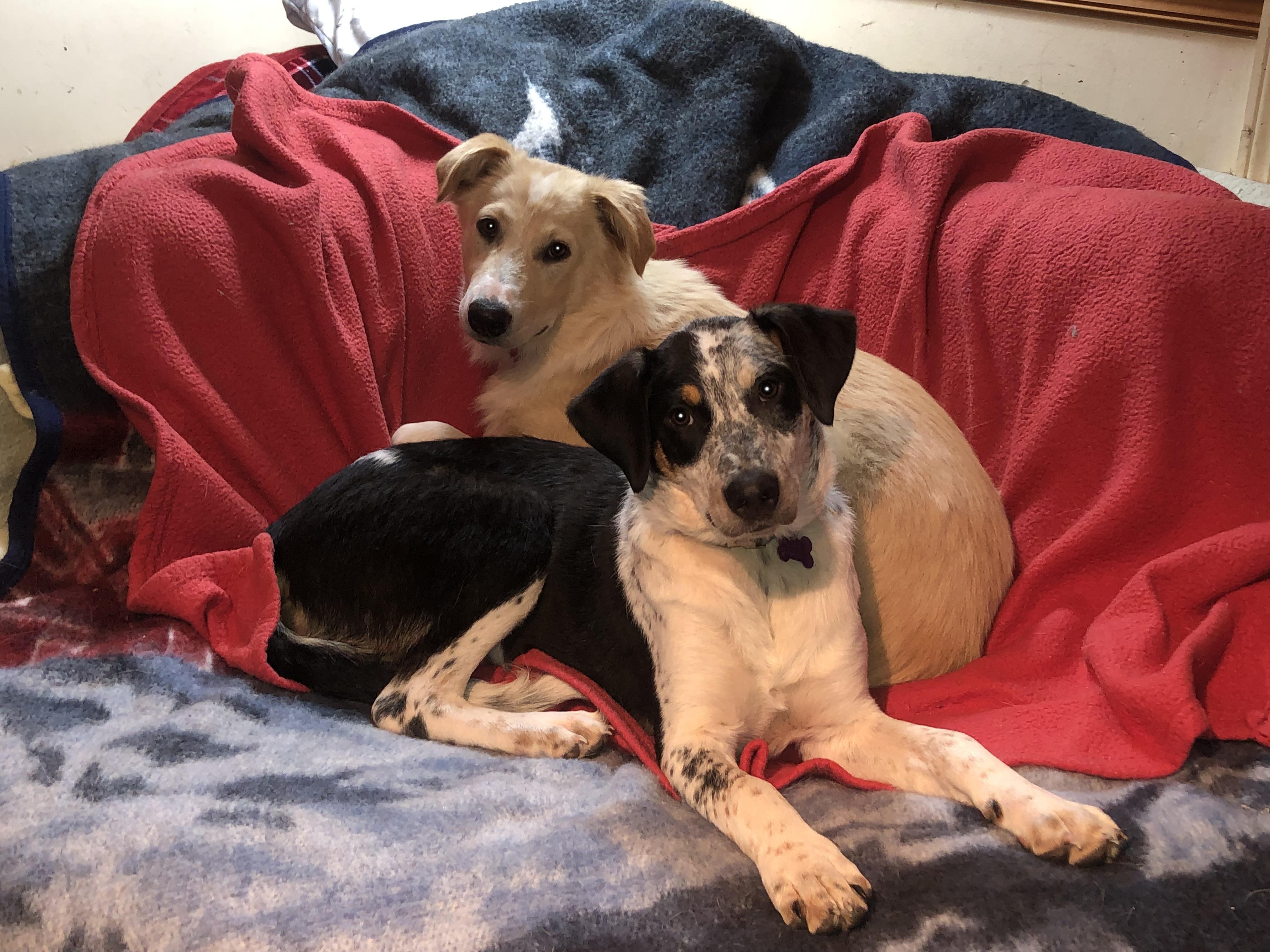 Enlarge Caprese, a Adoptable mixed breed in Oregon, IL image 2/2