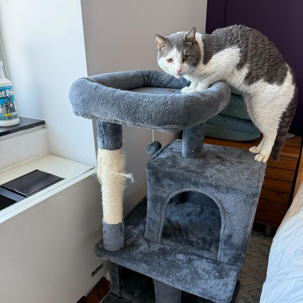 Enlarge Sir Isaac, a Adoptable Domestic Short Hair in New York, NY image 1/6