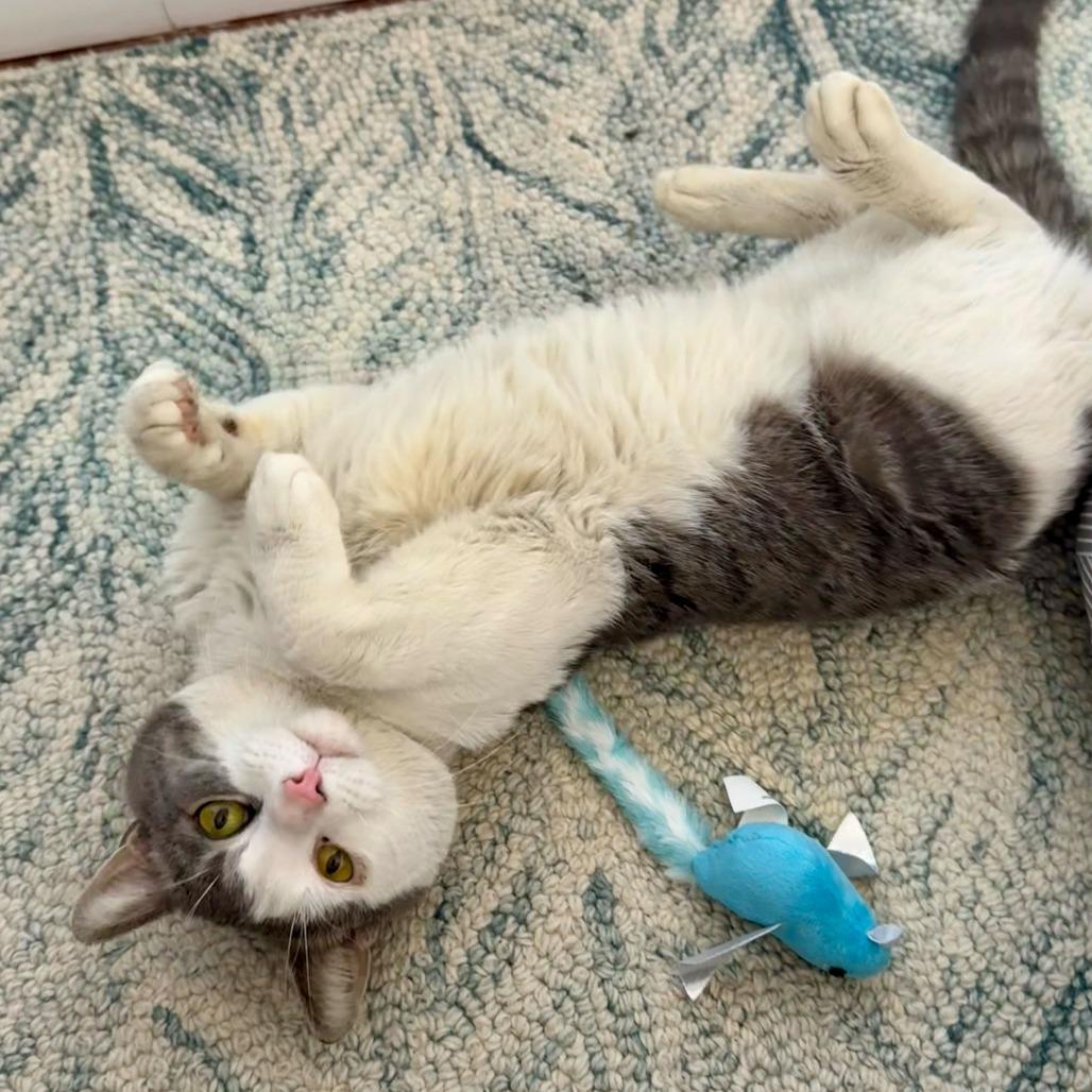 Enlarge Sir Isaac, a Adoptable Domestic Short Hair in New York, NY image 2/6