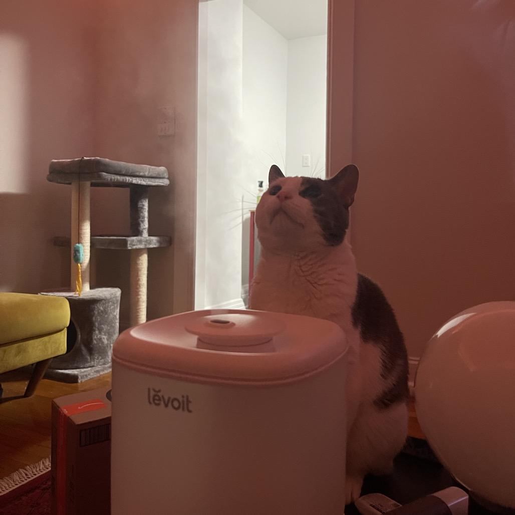 Enlarge Sir Isaac, a Adoptable Domestic Short Hair in New York, NY image 2/6