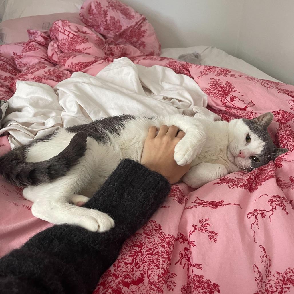 Enlarge Sir Isaac, a Adoptable Domestic Short Hair in New York, NY image 3/6