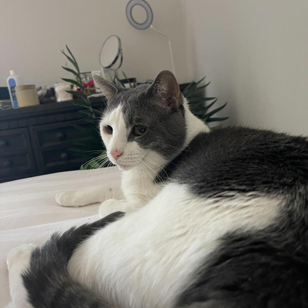 Enlarge Sir Isaac, a Adoptable Domestic Short Hair in New York, NY image 4/6