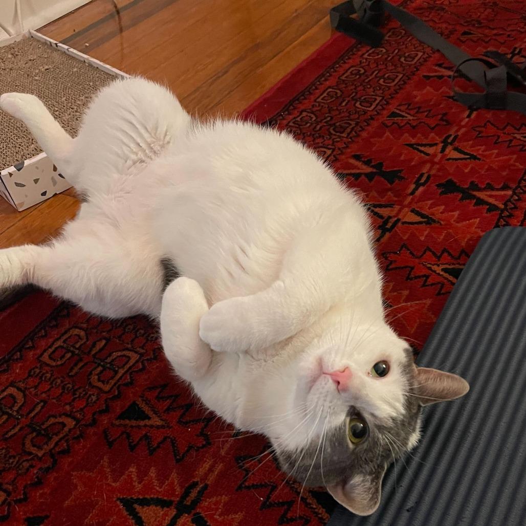 Sir Isaac, a Adoptable Domestic Short Hair in New York, NY image 3/6