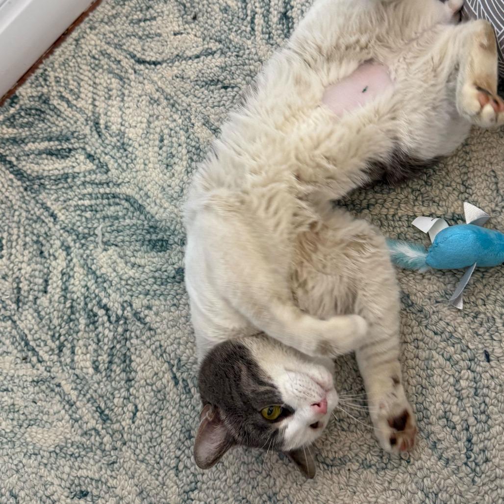 Enlarge Sir Isaac, a Adoptable Domestic Short Hair in New York, NY image 5/6