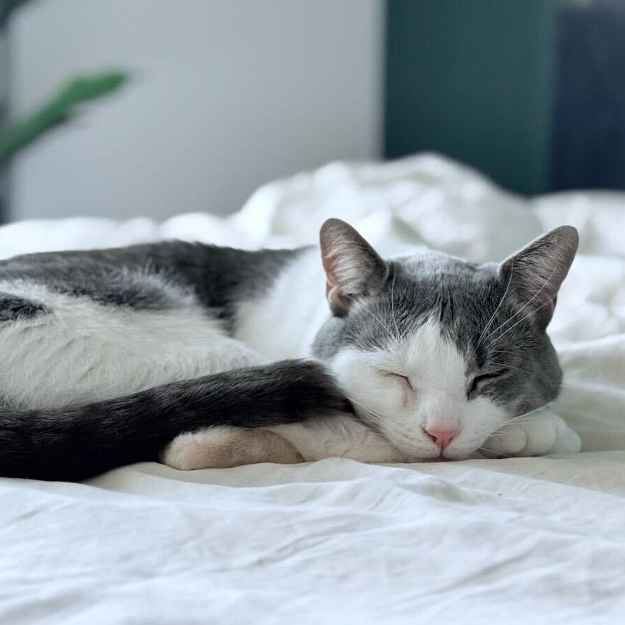 Enlarge Sir Isaac, a Adoptable Domestic Short Hair in New York, NY image 5/6