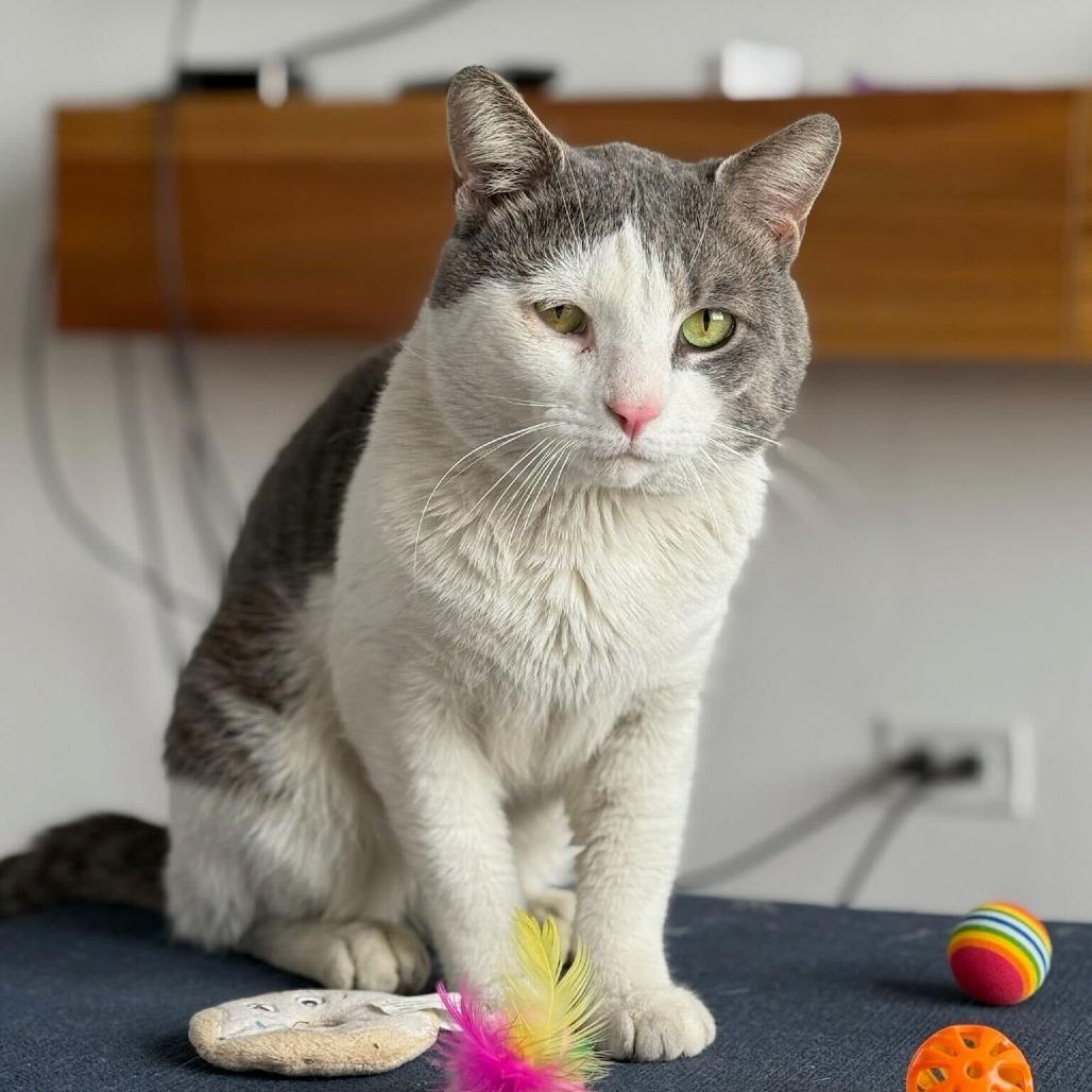 Enlarge Sir Isaac, a Adoptable Domestic Short Hair in New York, NY image 6/6