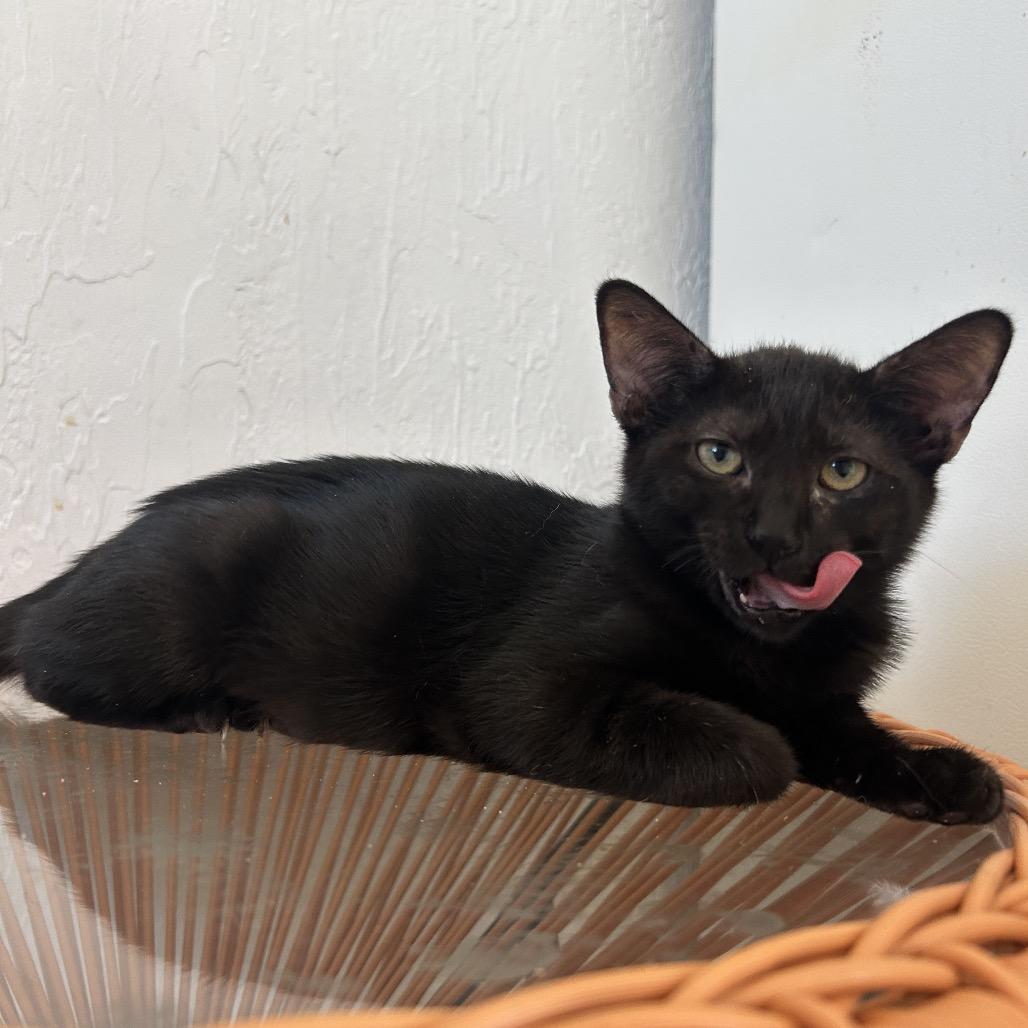 Enlarge Paxil, a Adoptable Domestic Short Hair in Yucca Valley, CA image 1/6