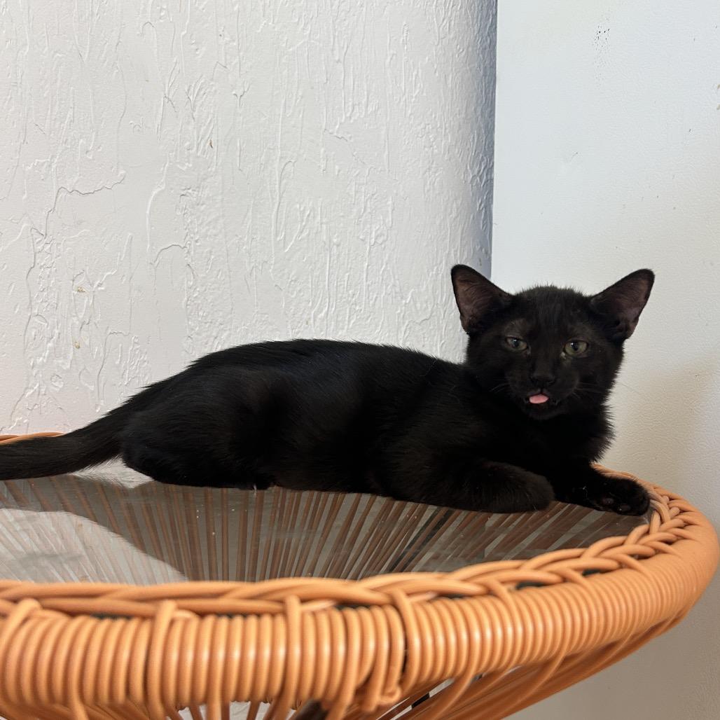 Enlarge Paxil, a Adoptable Domestic Short Hair in Yucca Valley, CA image 2/6