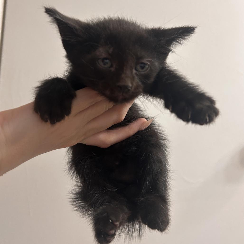 Enlarge Paxil, a Adoptable Domestic Short Hair in Yucca Valley, CA image 3/6