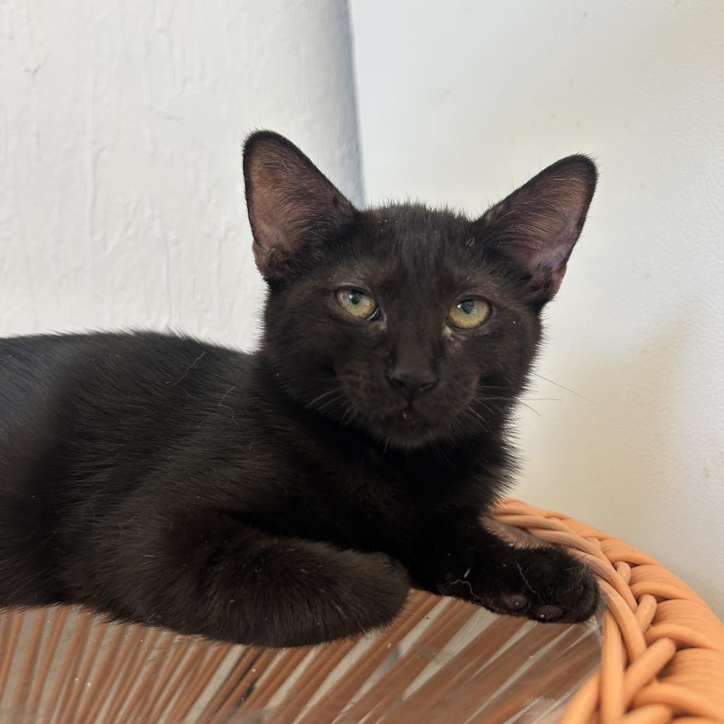 Enlarge Paxil, a Adoptable Domestic Short Hair in Yucca Valley, CA image 4/6