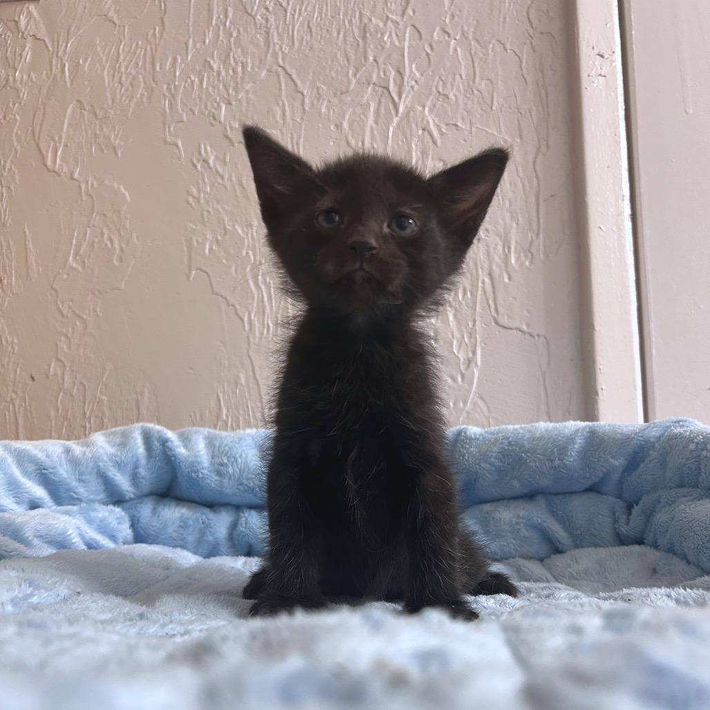Enlarge Paxil, a Adoptable Domestic Short Hair in Yucca Valley, CA image 5/6