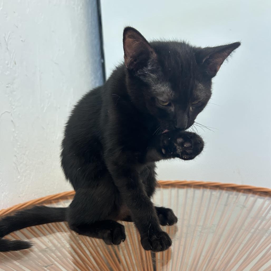 Enlarge Paxil, a Adoptable Domestic Short Hair in Yucca Valley, CA image 6/6