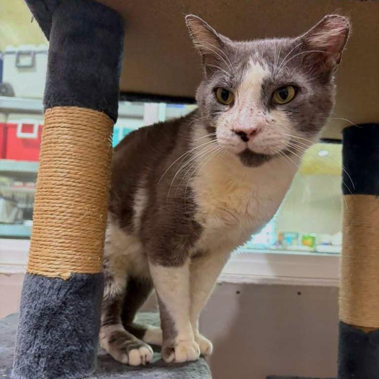 Enlarge Freddy, a Adoptable Domestic Short Hair in Harlingen, TX image 1/2