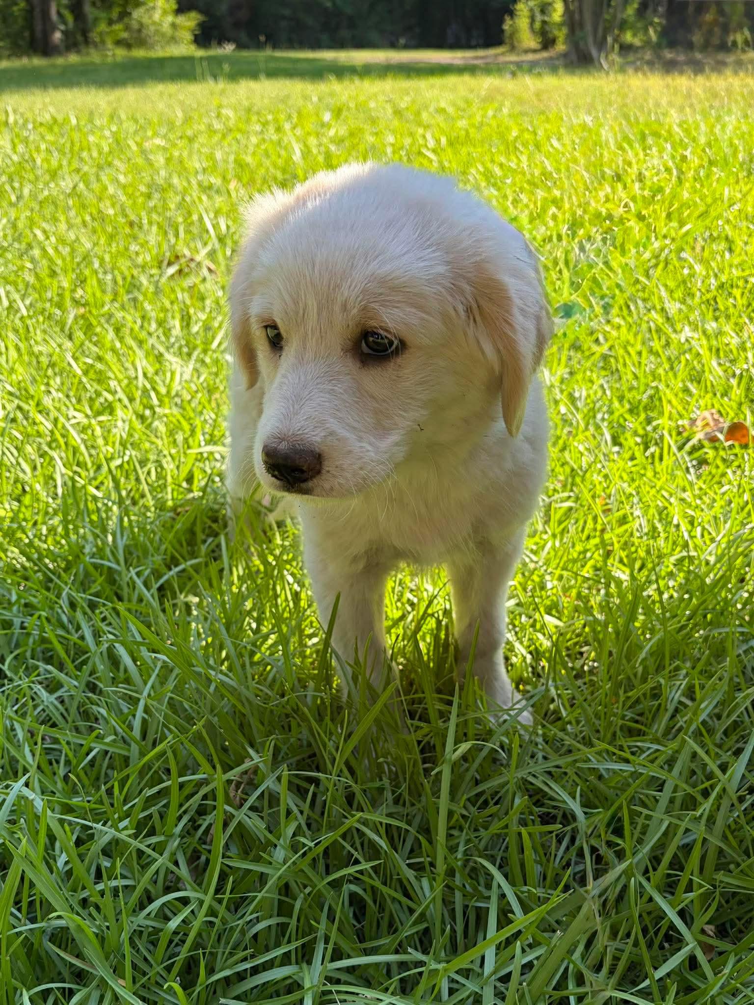 Watermelon, Adopted, Young Female Australian Cattle Dog / Blue Heeler & Golden Retriever.