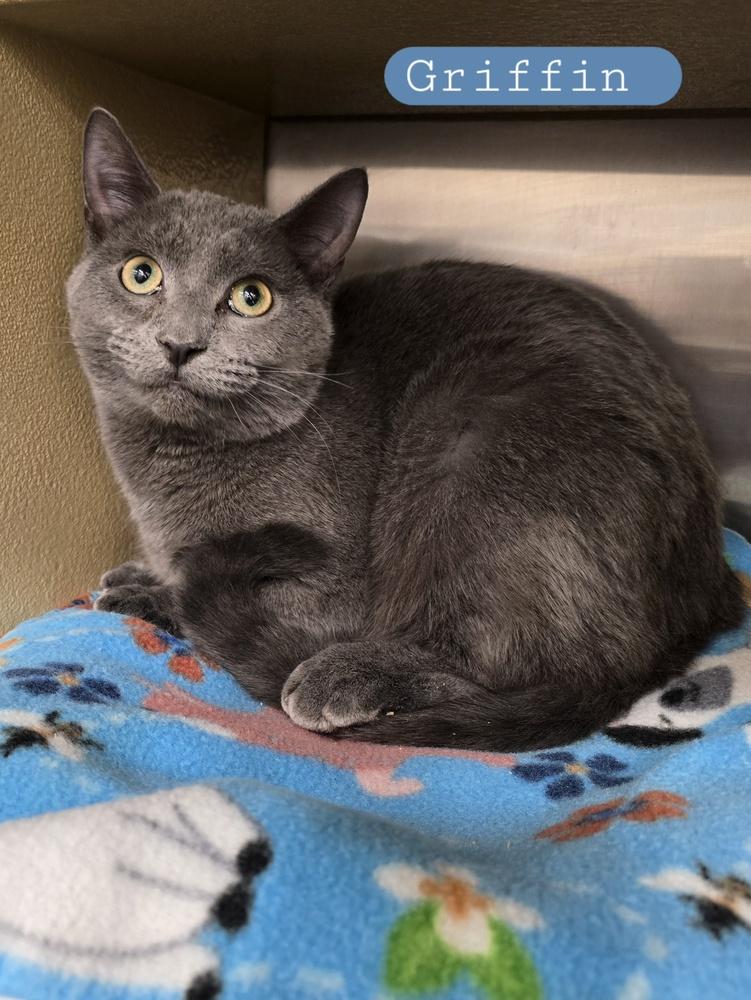 Enlarge Griffin    (GFRCC), a Adoptable Domestic Short Hair in Metamora, IL image 1/1