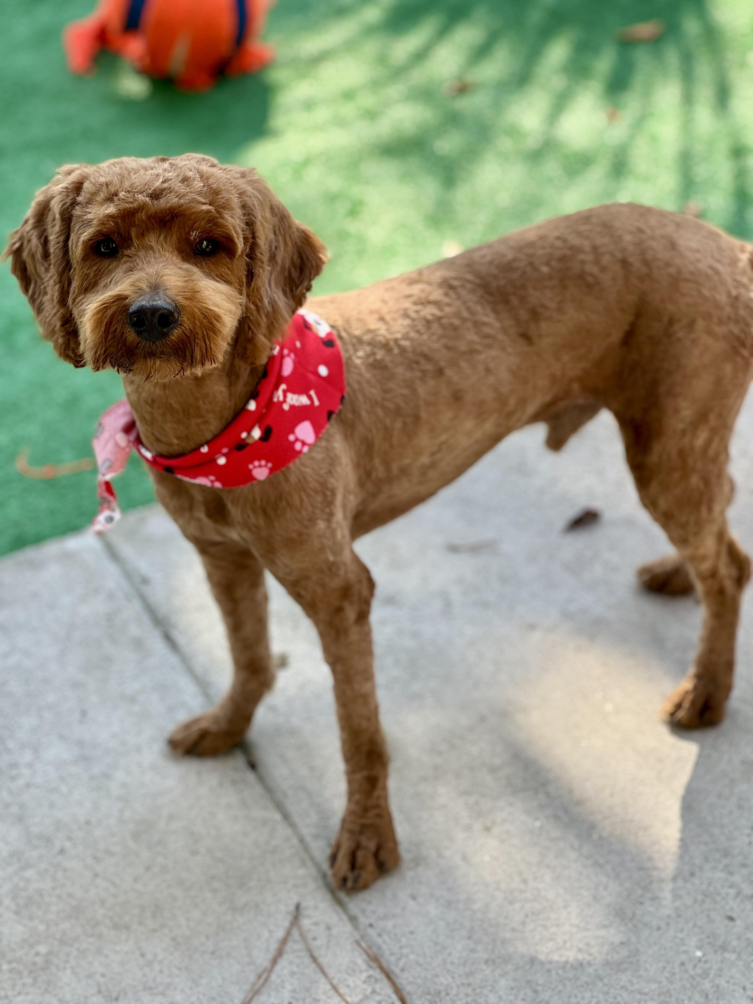 Enlarge Winston, a ADOPTABLE mixed breed in Mt Pleasant, SC image 5/6