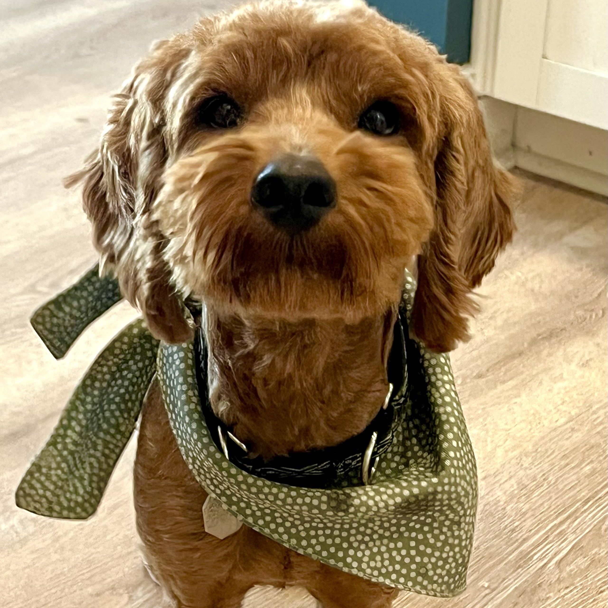 Winston, ADOPTABLE, Young Male Goldendoodle & Miniature Poodle.