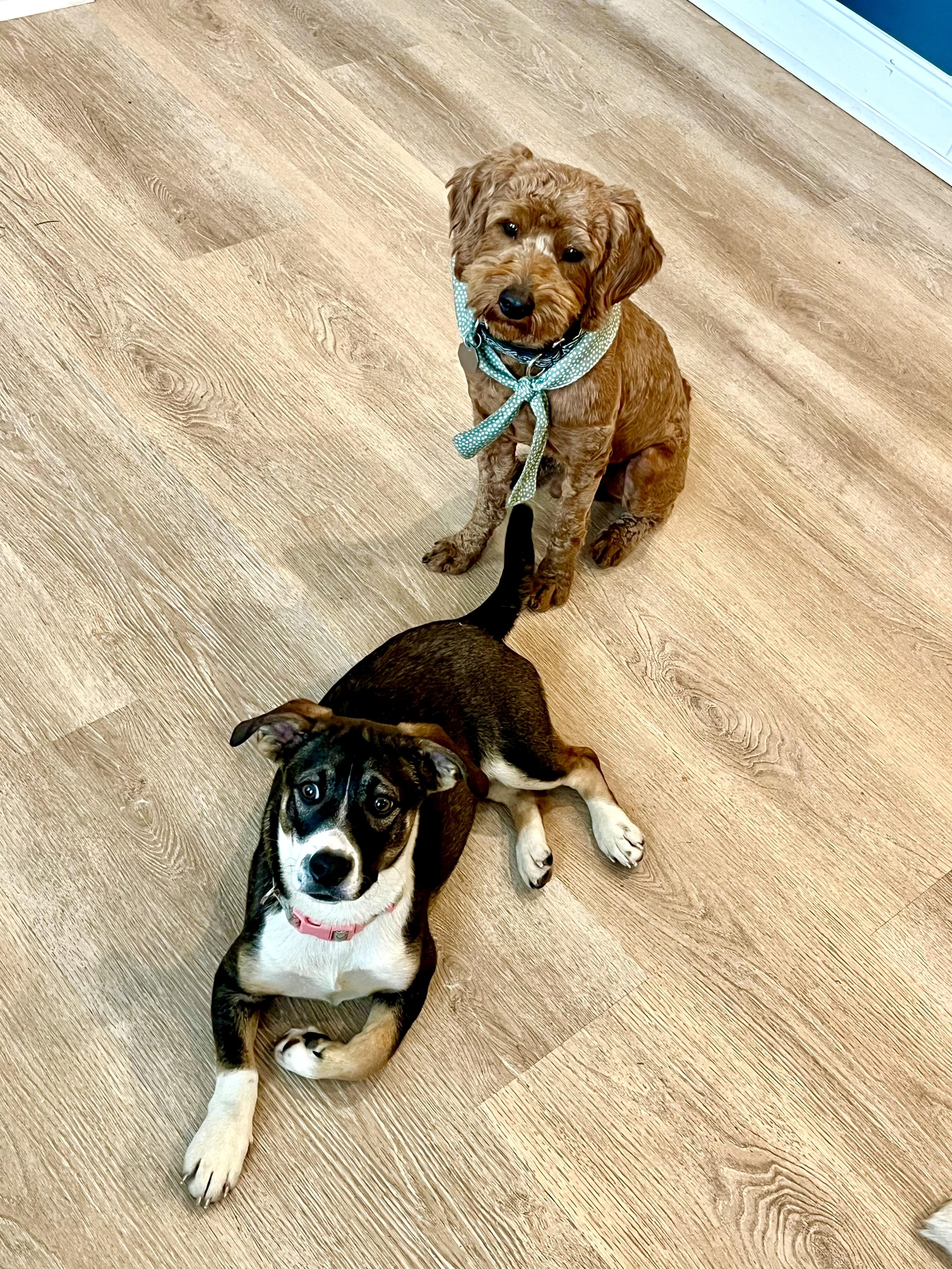 Enlarge Winston, a ADOPTABLE mixed breed in Mt Pleasant, SC image 4/6