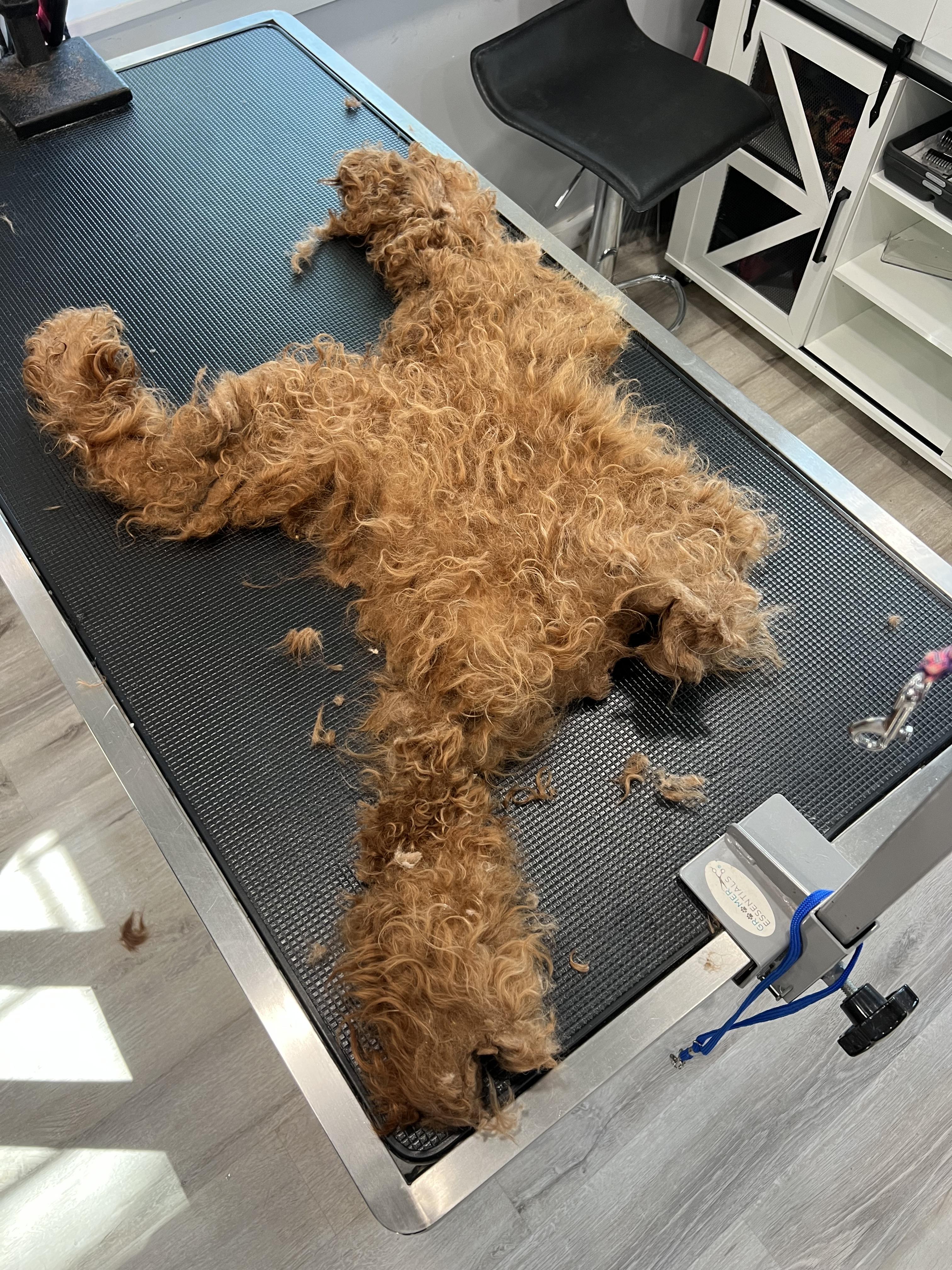 Enlarge Winston, a ADOPTABLE mixed breed in Mt Pleasant, SC image 6/6