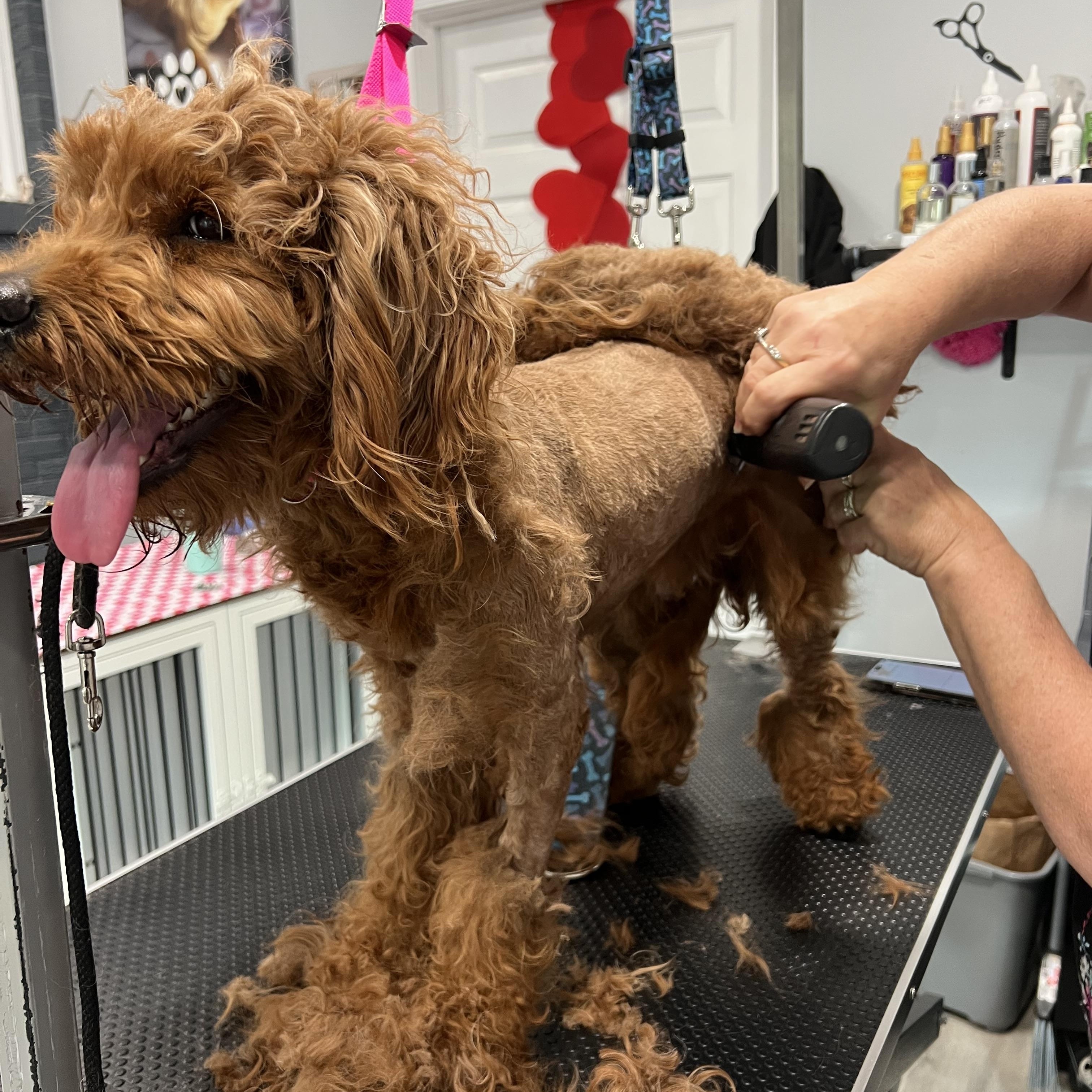 Enlarge Winston, a ADOPTABLE mixed breed in Mt Pleasant, SC image 2/6