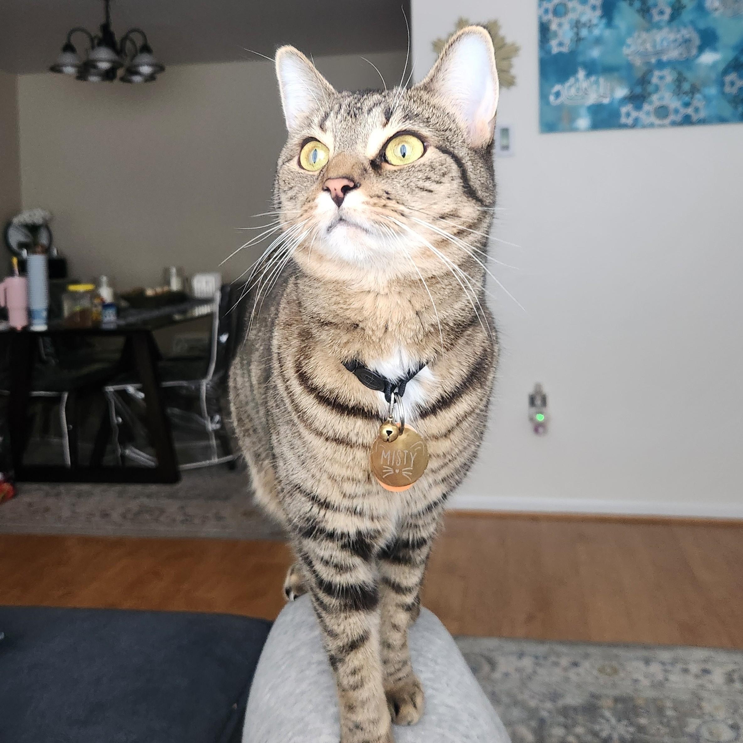Hazelnut, a ADOPTABLE Domestic Short Hair in West Orange, NJ image 6/6