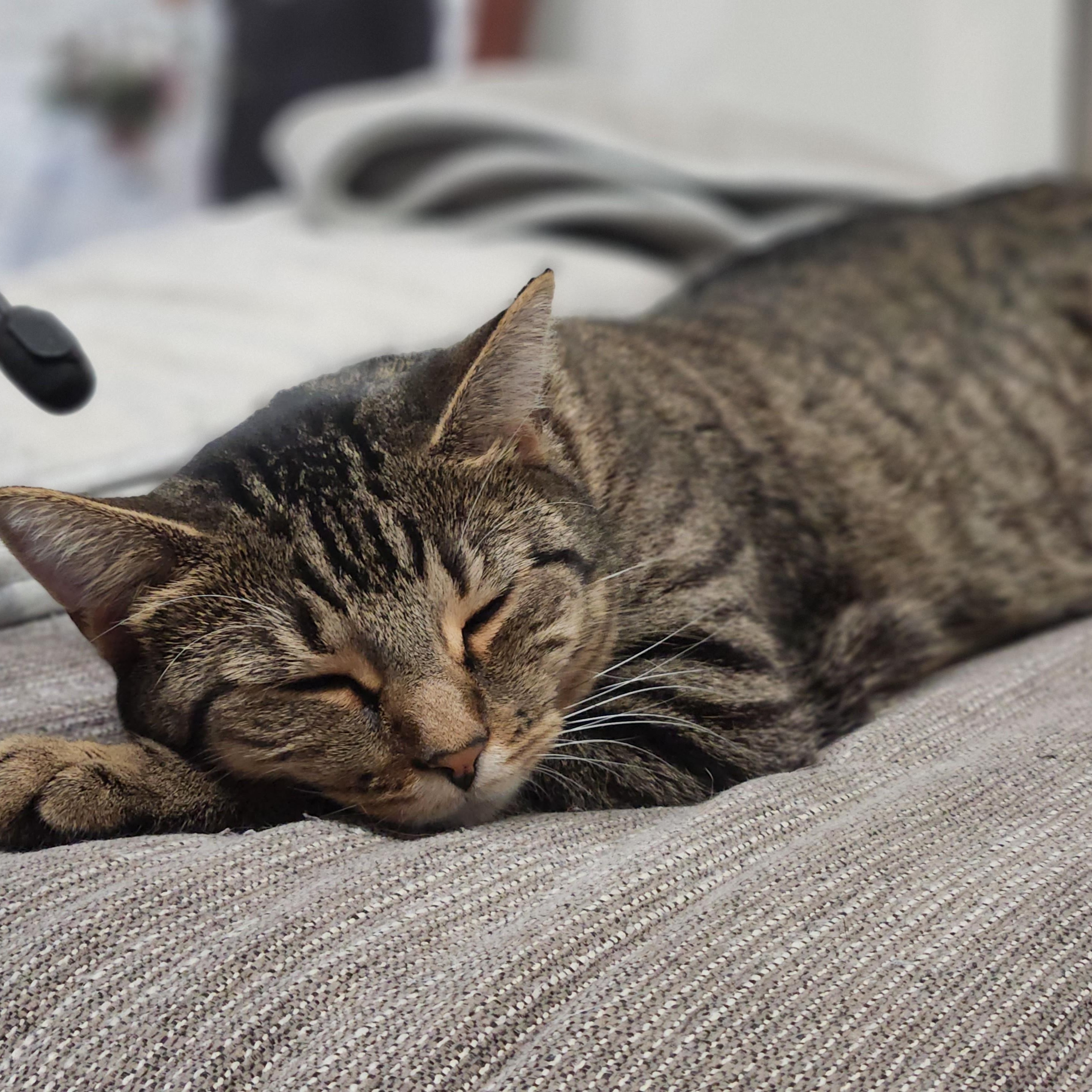 Hazelnut, a ADOPTABLE Domestic Short Hair in West Orange, NJ image 1/6