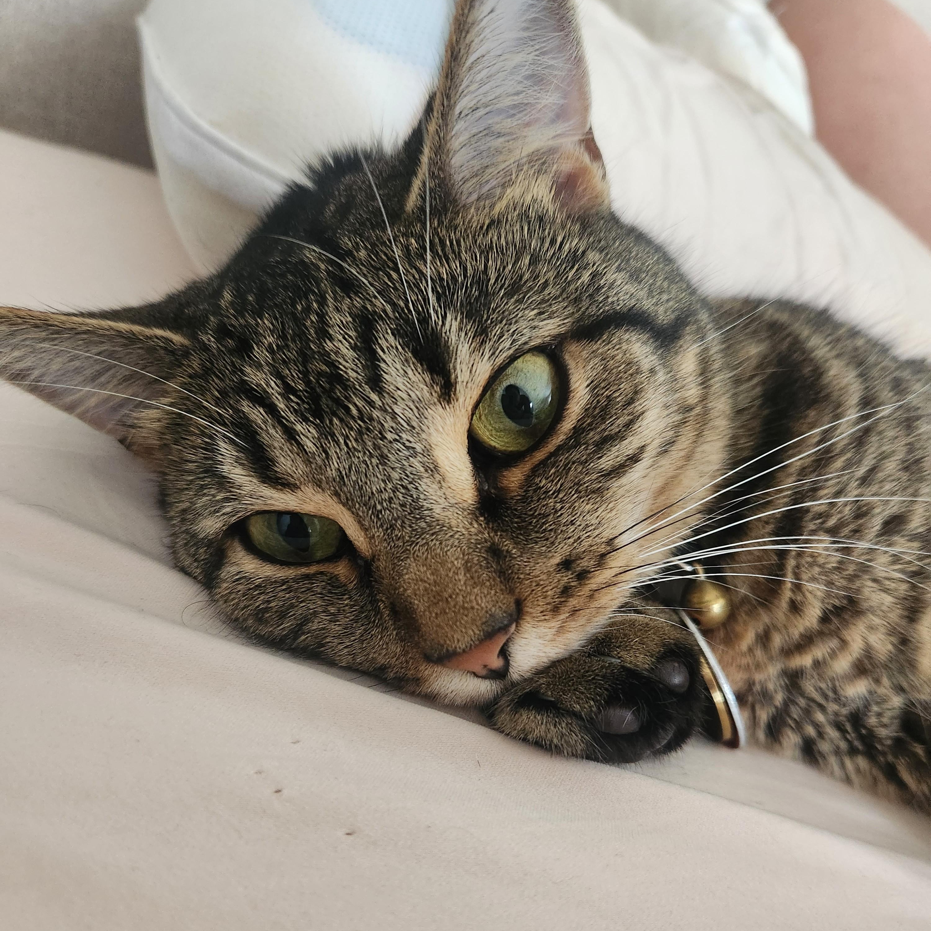 Hazelnut, a ADOPTABLE Domestic Short Hair in West Orange, NJ image 2/6