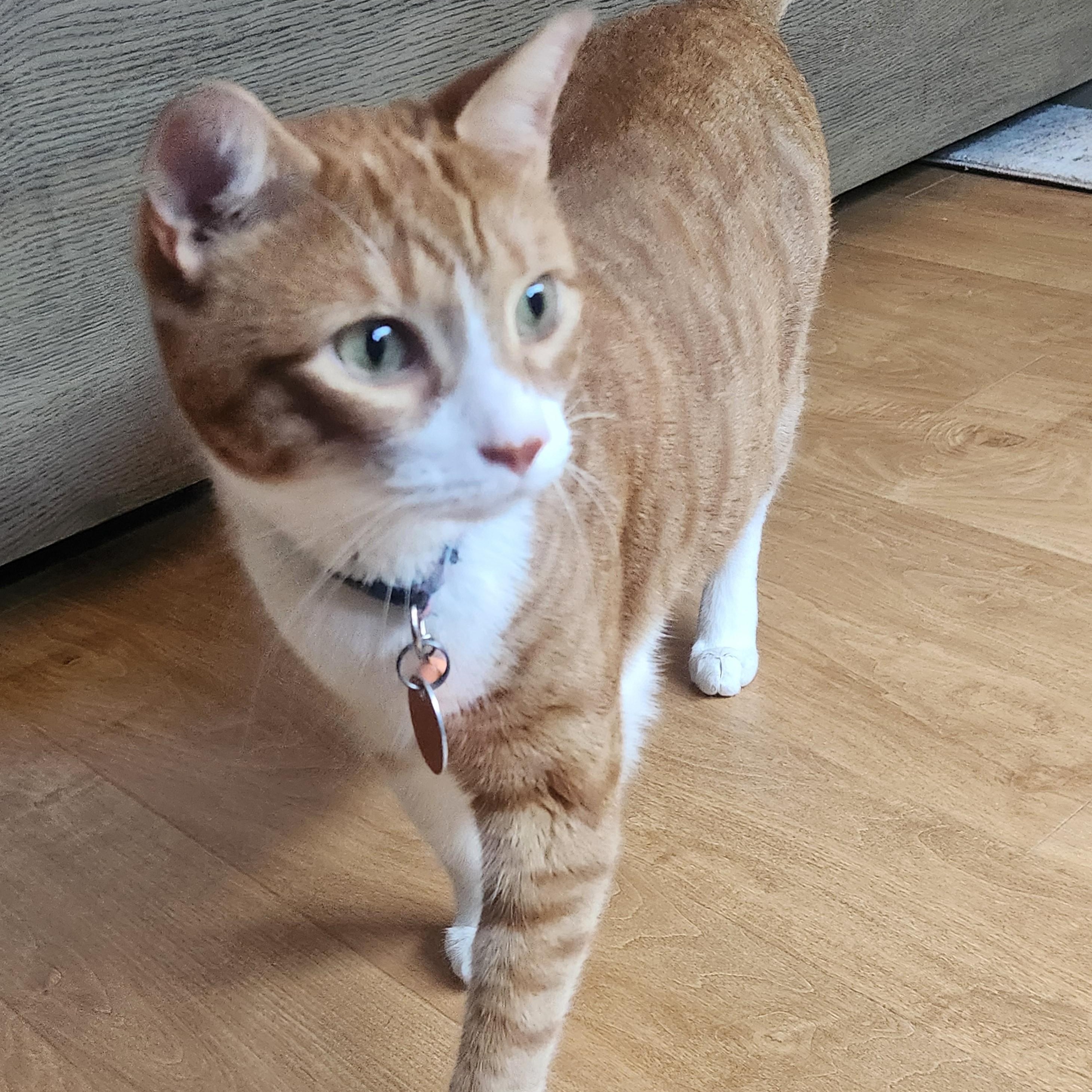Hazelnut, a ADOPTABLE Domestic Short Hair in West Orange, NJ image 4/6
