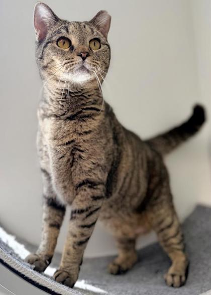 Juliette, Adoptable, Adult Female Domestic Short Hair.