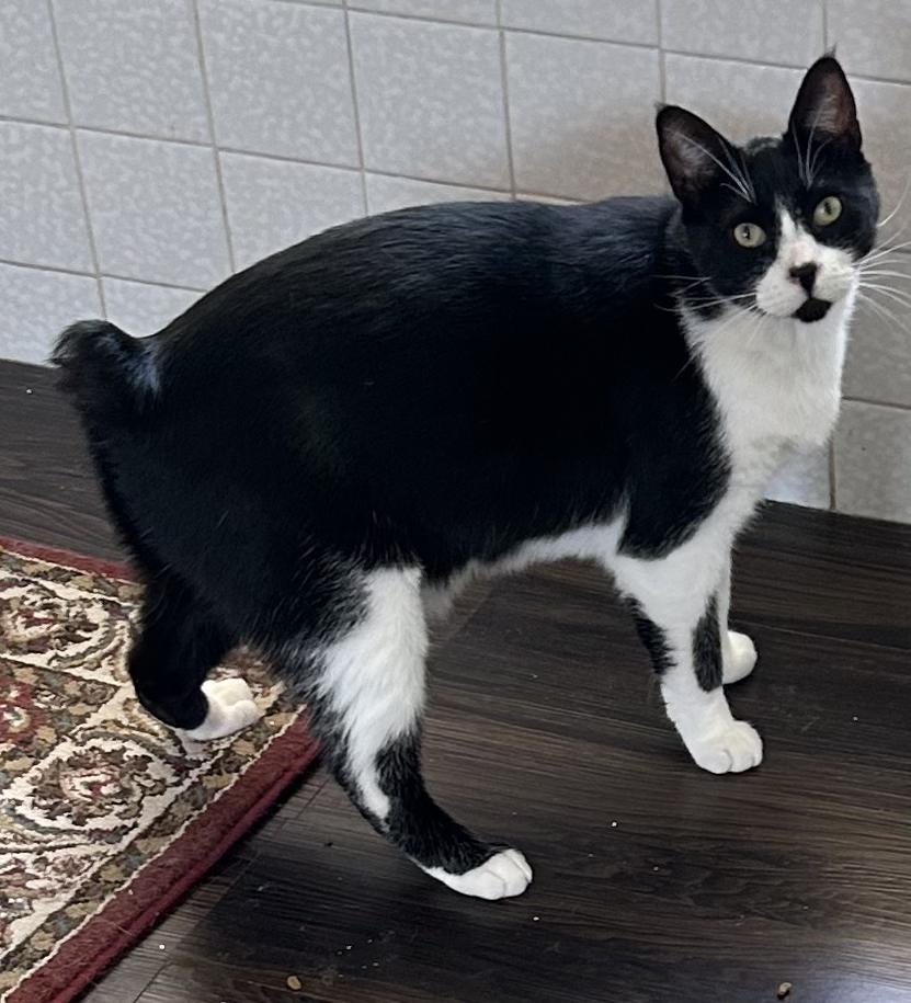 Rocky III, ADOPTABLE, Adult Male Domestic Short Hair.