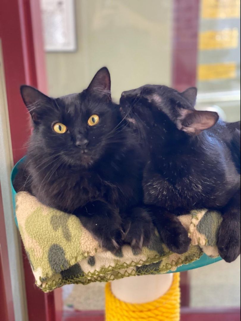 Spooky(Nana), Angel,Ava & Gracie-AKA The Sopranos, a Adoptable mixed breed in Warwick, RI image 1/6