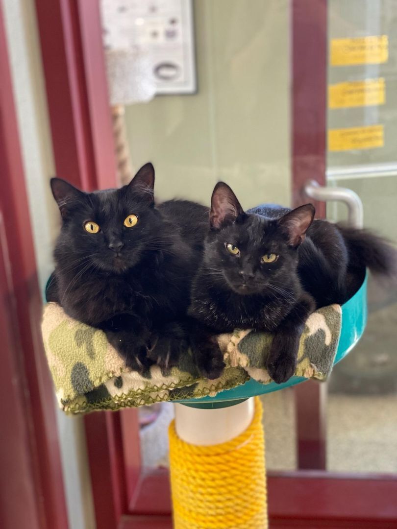 Spooky(Nana), Angel,Ava & Gracie-AKA The Sopranos, a Adoptable mixed breed in Warwick, RI image 3/6