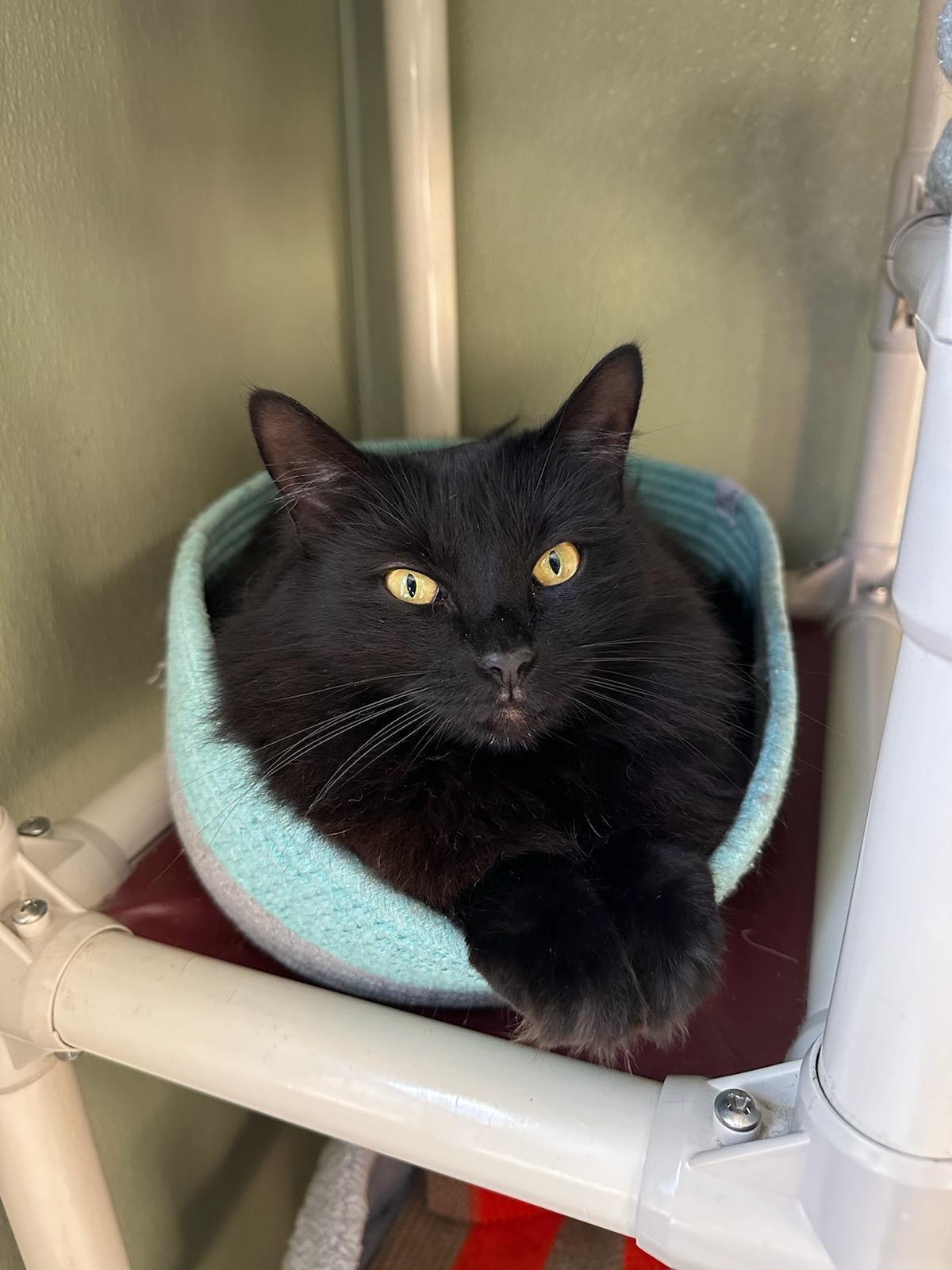 Spooky(Nana), Angel,Ava & Gracie-AKA The Sopranos, a Adoptable mixed breed in Warwick, RI image 4/6