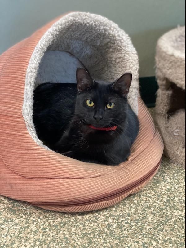 Spooky(Nana), Angel,Ava & Gracie-AKA The Sopranos, a Adoptable mixed breed in Warwick, RI image 6/6