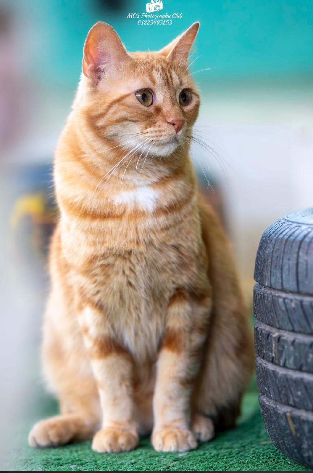 Tiger, a ADOPTABLE mixed breed in Newmarket, ON image 3/6