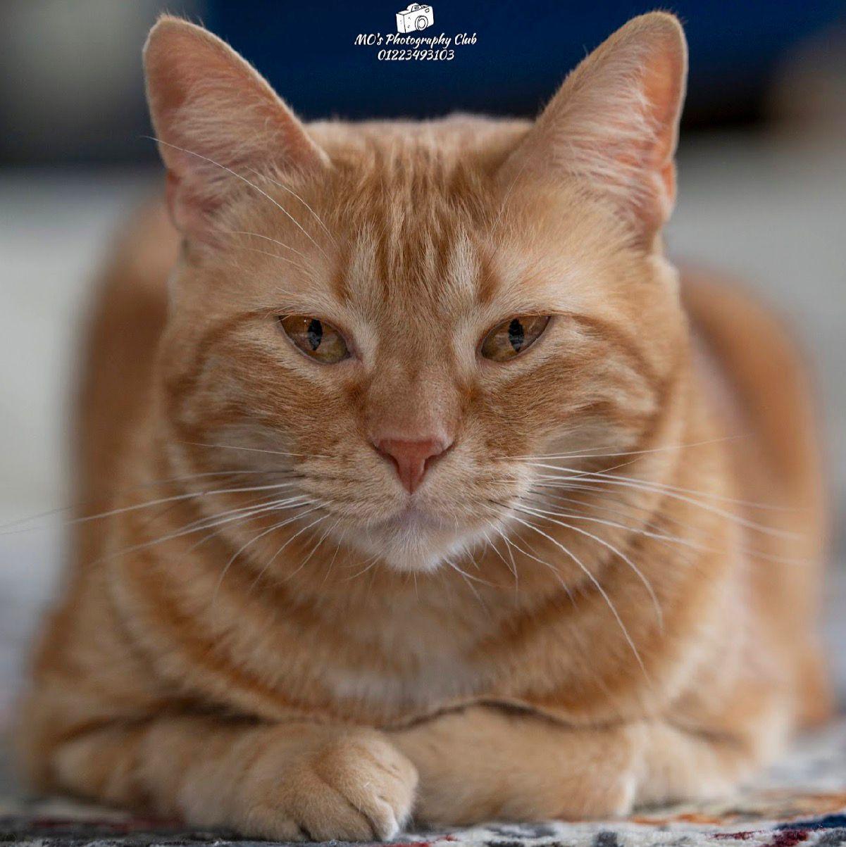 Tiger, a ADOPTABLE mixed breed in Newmarket, ON image 6/6