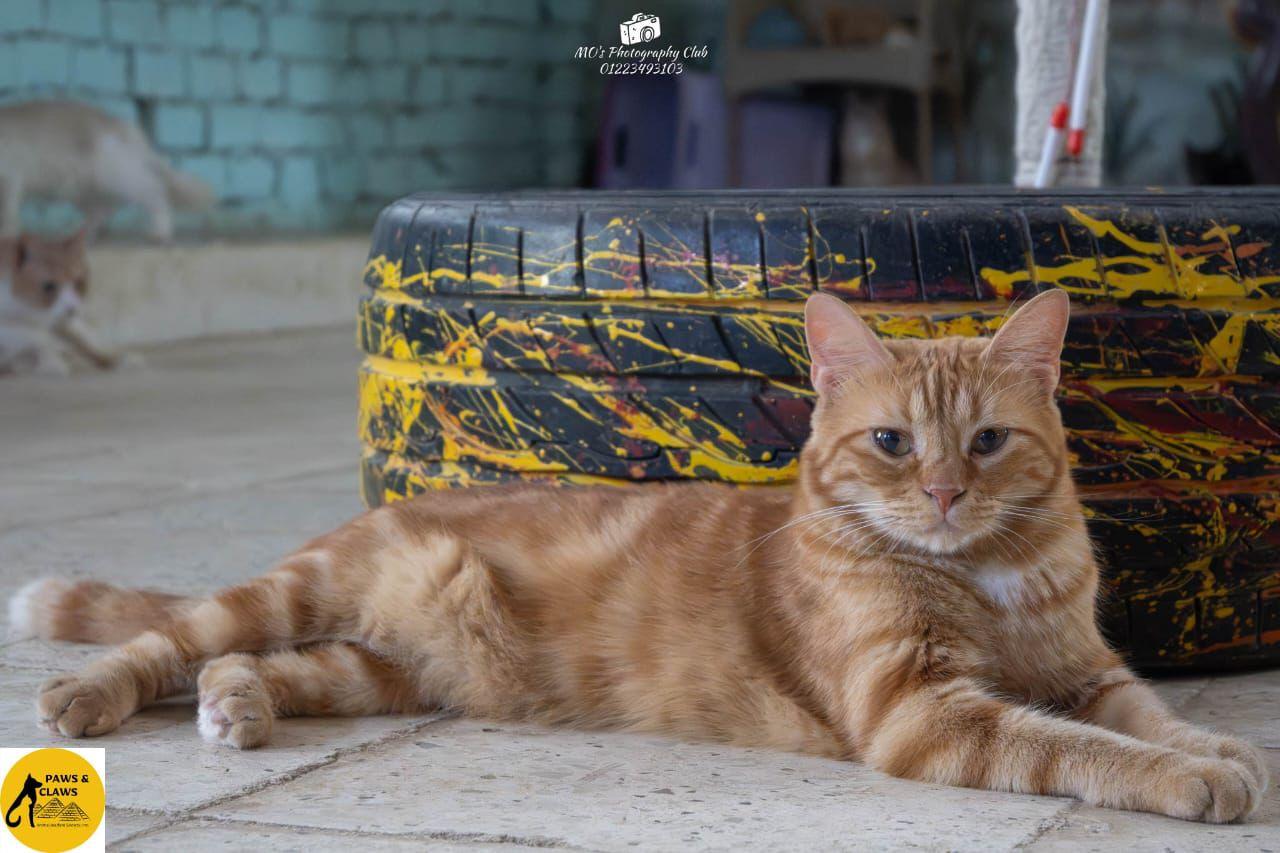 Tiger, a ADOPTABLE mixed breed in Newmarket, ON image 4/6